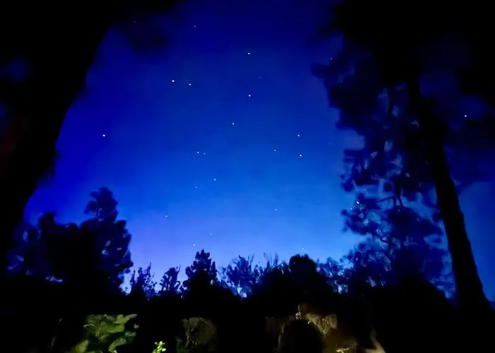 Dancing Pines Prescott